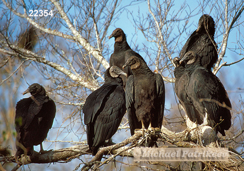 American Black Vulture (Coragyps atratus)